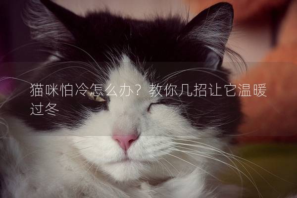 猫咪怕冷怎么办？教你几招让它温暖过冬