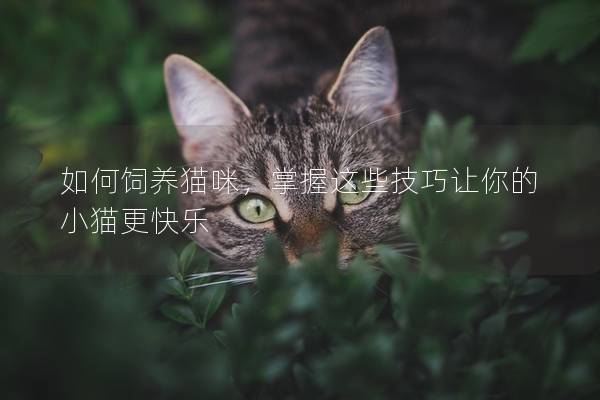 如何饲养猫咪，掌握这些技巧让你的小猫更快乐