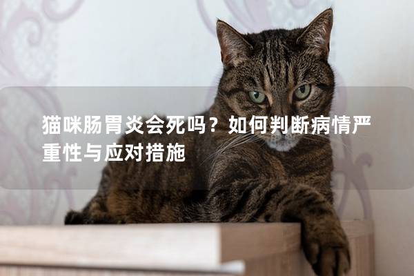 猫咪肠胃炎会死吗？如何判断病情严重性与应对措施