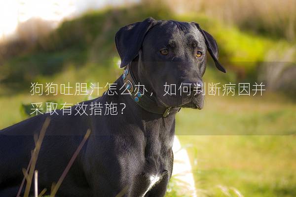 狗狗吐胆汁怎么办，如何判断病因并采取有效措施？