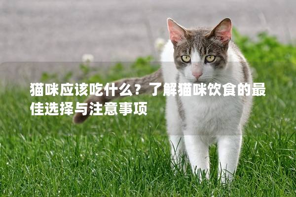 猫咪应该吃什么？了解猫咪饮食的最佳选择与注意事项