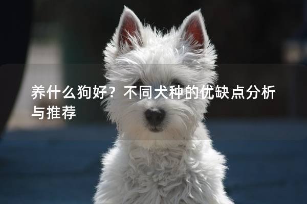 养什么狗好？不同犬种的优缺点分析与推荐