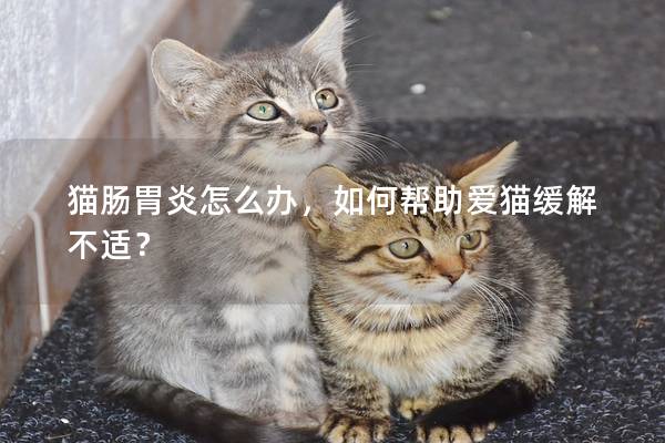 猫肠胃炎怎么办，如何帮助爱猫缓解不适？