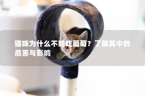 猫咪为什么不能吃葡萄？了解其中的危害与影响