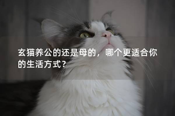 玄猫养公的还是母的，哪个更适合你的生活方式？