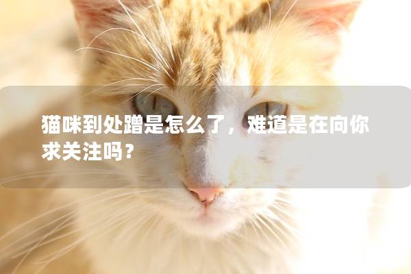 猫咪到处蹭是怎么了，难道是在向你求关注吗？