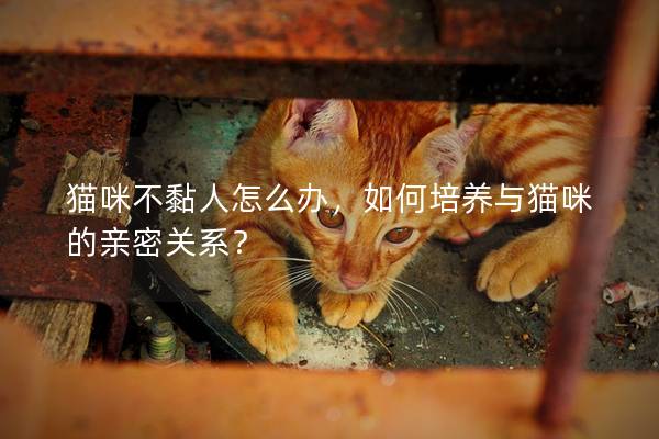 猫咪不黏人怎么办，如何培养与猫咪的亲密关系？