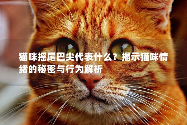 猫咪摇尾巴尖代表什么？揭示猫咪情绪的秘密与行为解析