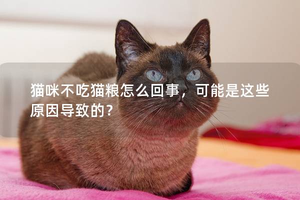 猫咪不吃猫粮怎么回事，可能是这些原因导致的？