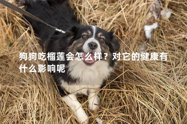 狗狗吃榴莲会怎么样？对它的健康有什么影响呢