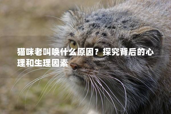 猫咪老叫唤什么原因？探究背后的心理和生理因素