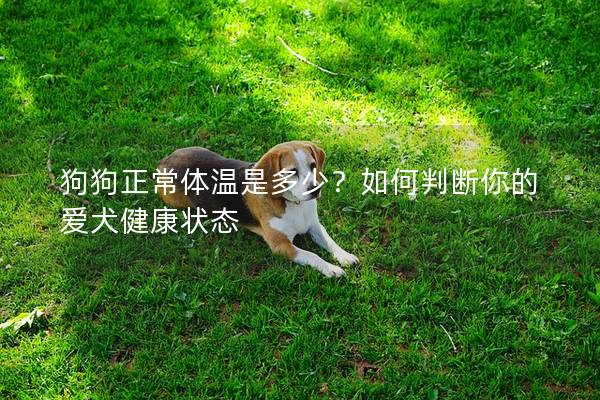 狗狗正常体温是多少？如何判断你的爱犬健康状态