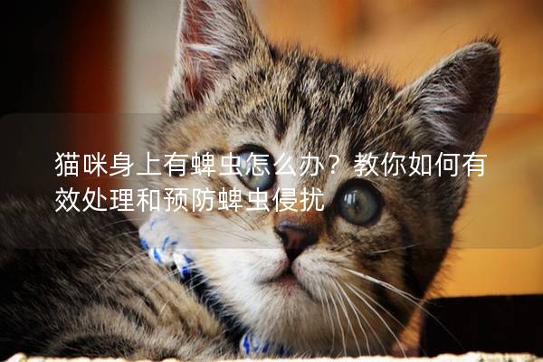 猫咪身上有蜱虫怎么办？教你如何有效处理和预防蜱虫侵扰