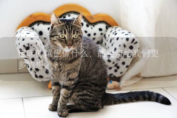 猫咪的尾巴像什么，能否带给我们更多的想象？