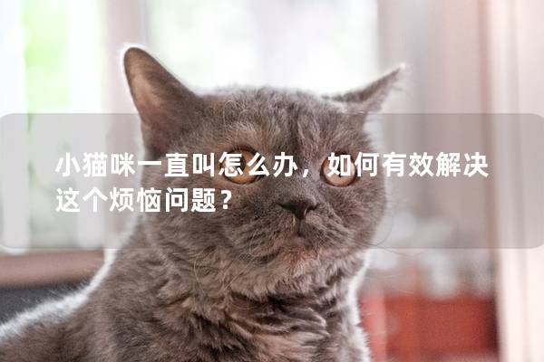 小猫咪一直叫怎么办，如何有效解决这个烦恼问题？