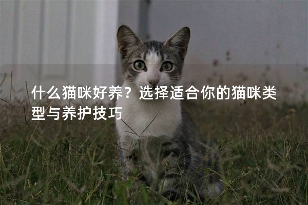 什么猫咪好养？选择适合你的猫咪类型与养护技巧