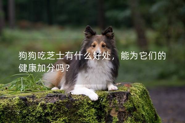 狗狗吃芝士有什么好处，能为它们的健康加分吗？