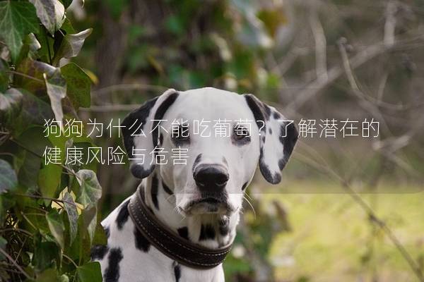 狗狗为什么不能吃葡萄？了解潜在的健康风险与危害