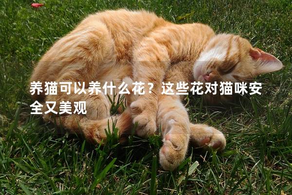 养猫可以养什么花？这些花对猫咪安全又美观