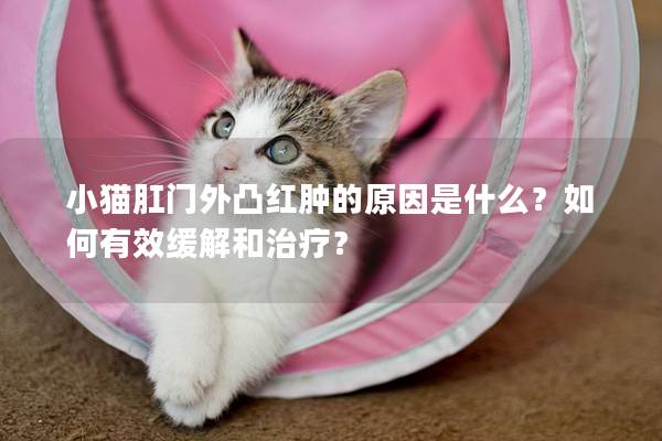 小猫肛门外凸红肿的原因是什么？如何有效缓解和治疗？