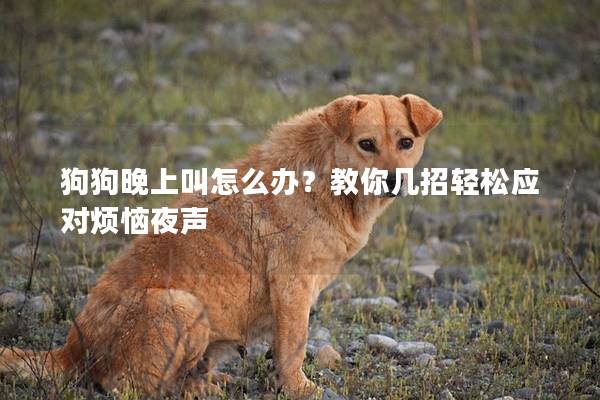 狗狗晚上叫怎么办？教你几招轻松应对烦恼夜声