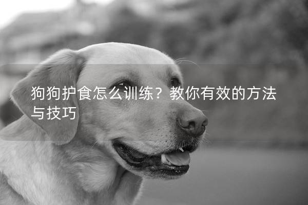 狗狗护食怎么训练？教你有效的方法与技巧