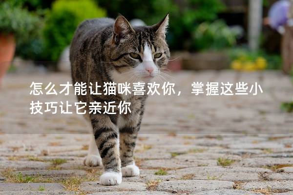 怎么才能让猫咪喜欢你，掌握这些小技巧让它亲近你