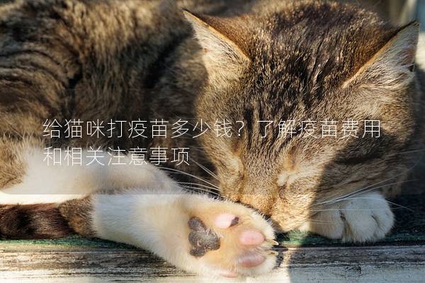 给猫咪打疫苗多少钱？了解疫苗费用和相关注意事项