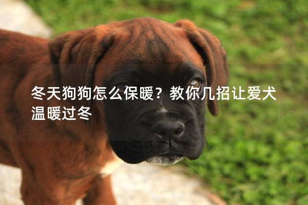 冬天狗狗怎么保暖？教你几招让爱犬温暖过冬