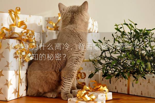 猫咪为什么高冷，背后隐藏了哪些不为人知的秘密？