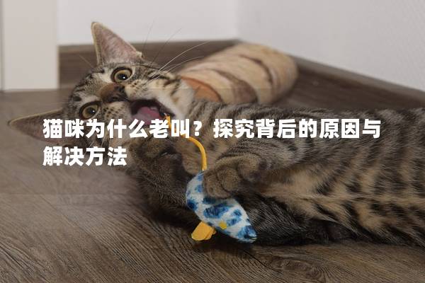 猫咪为什么老叫？探究背后的原因与解决方法