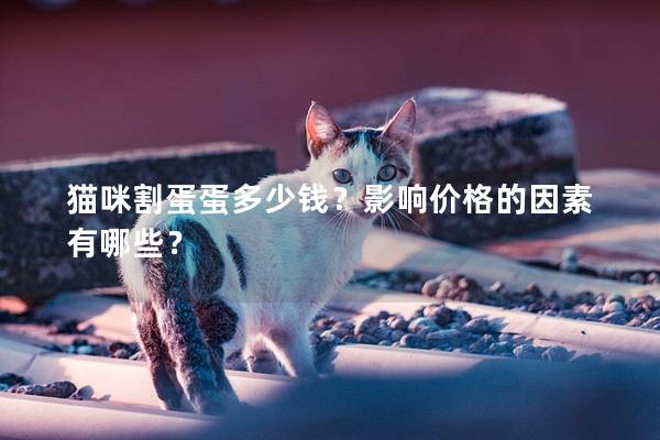 猫咪割蛋蛋多少钱？影响价格的因素有哪些？