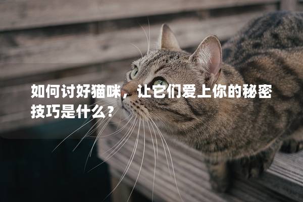 如何讨好猫咪，让它们爱上你的秘密技巧是什么？