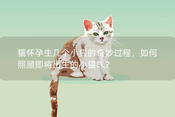 猫怀孕生几个小猫的奇妙过程，如何照顾即将出生的小猫咪？