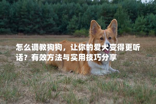 怎么调教狗狗，让你的爱犬变得更听话？有效方法与实用技巧分享