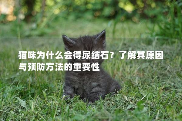 猫咪为什么会得尿结石？了解其原因与预防方法的重要性