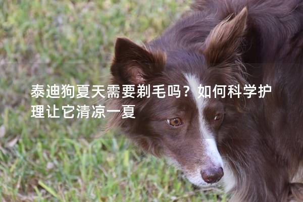 泰迪狗夏天需要剃毛吗？如何科学护理让它清凉一夏