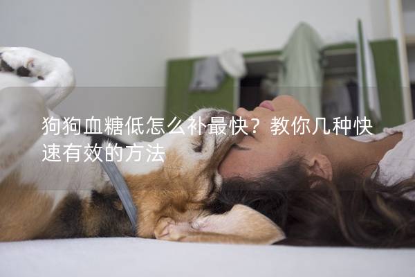 狗狗血糖低怎么补最快？教你几种快速有效的方法