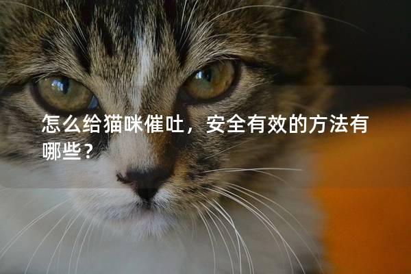 怎么给猫咪催吐，安全有效的方法有哪些？