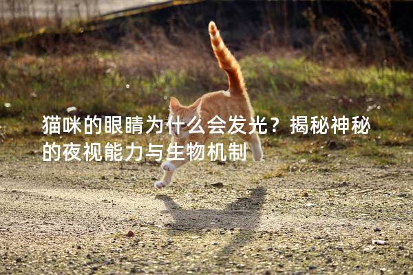 猫咪的眼睛为什么会发光？揭秘神秘的夜视能力与生物机制