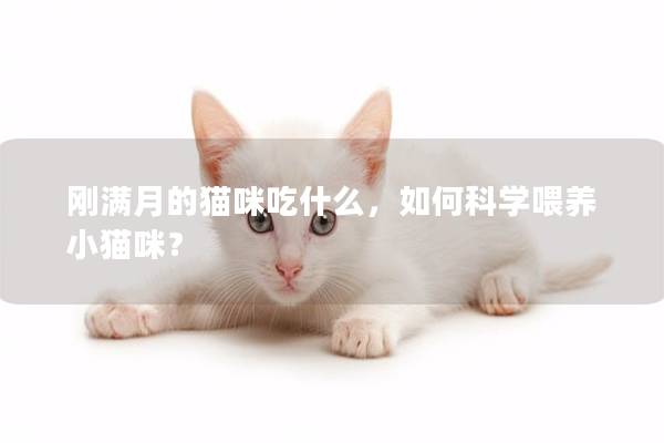 刚满月的猫咪吃什么，如何科学喂养小猫咪？