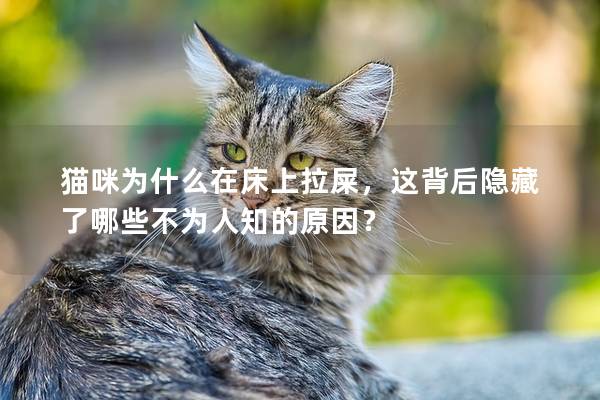 猫咪为什么在床上拉屎，这背后隐藏了哪些不为人知的原因？