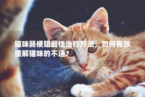 猫咪肠梗阻最佳治疗方法，如何有效缓解猫咪的不适？