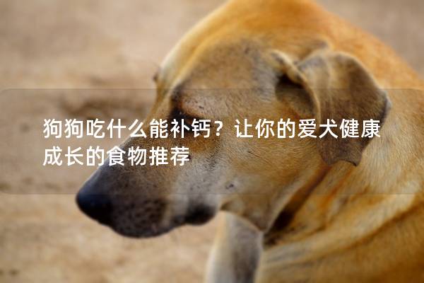 狗狗吃什么能补钙？让你的爱犬健康成长的食物推荐