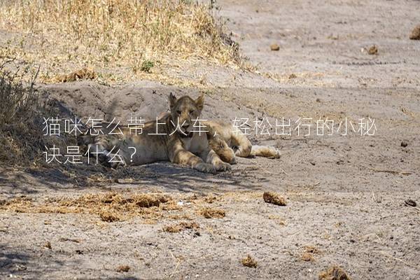 猫咪怎么带上火车，轻松出行的小秘诀是什么？