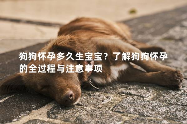 狗狗怀孕多久生宝宝？了解狗狗怀孕的全过程与注意事项