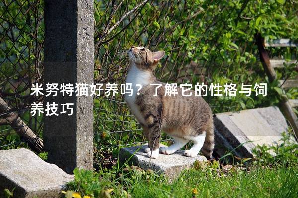 米努特猫好养吗？了解它的性格与饲养技巧