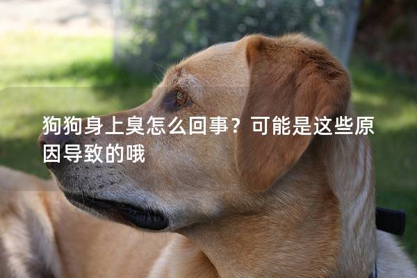 狗狗身上臭怎么回事？可能是这些原因导致的哦