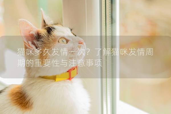 猫咪多久发情一次?了解猫咪发情周期的重要性与注意事项 猫咪多久发情一次?了解猫咪发情周期的重要性与注意事项
