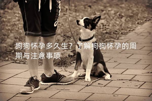 狗狗怀孕多久生？了解狗狗怀孕的周期与注意事项